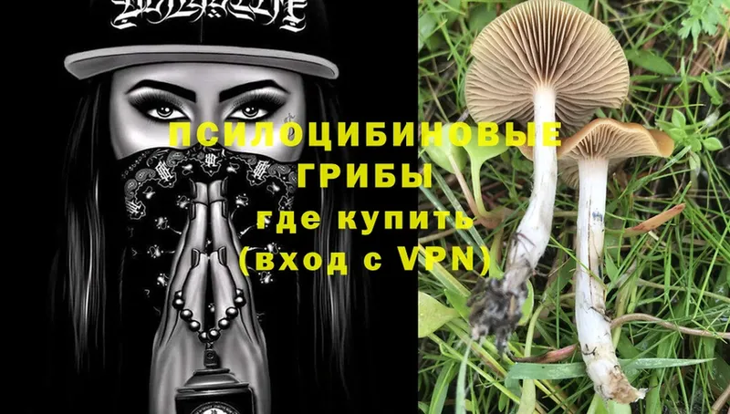 Галлюциногенные грибы Psilocybe  ОМГ ОМГ сайт  Вологда  как найти закладки 